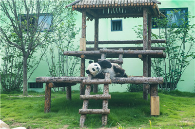 4只大熊猫到这个地方安家落户！9月16日与游客见面
