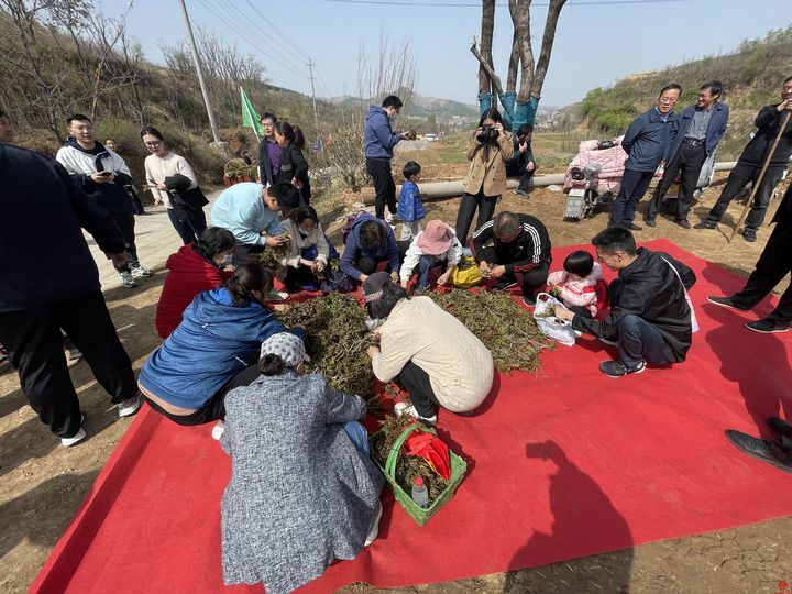 采“椿”食春味 历城区港沟街道马家村第一届香椿采摘节开幕