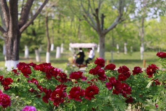 济南植物园牡丹绽放，本周末将迎来最佳观赏期