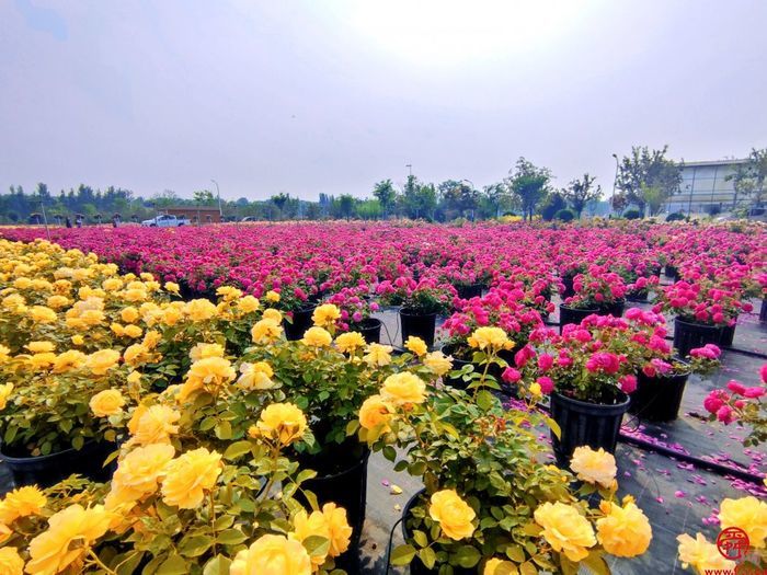 槐荫半马倒计时4天｜玫瑰盛开百合香，最美赛道打造文旅新IP