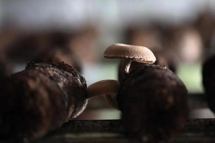 艺术“活化”乡村，董方军投资四亿打造“沂河源田园综合体”带领乡亲走上富裕路