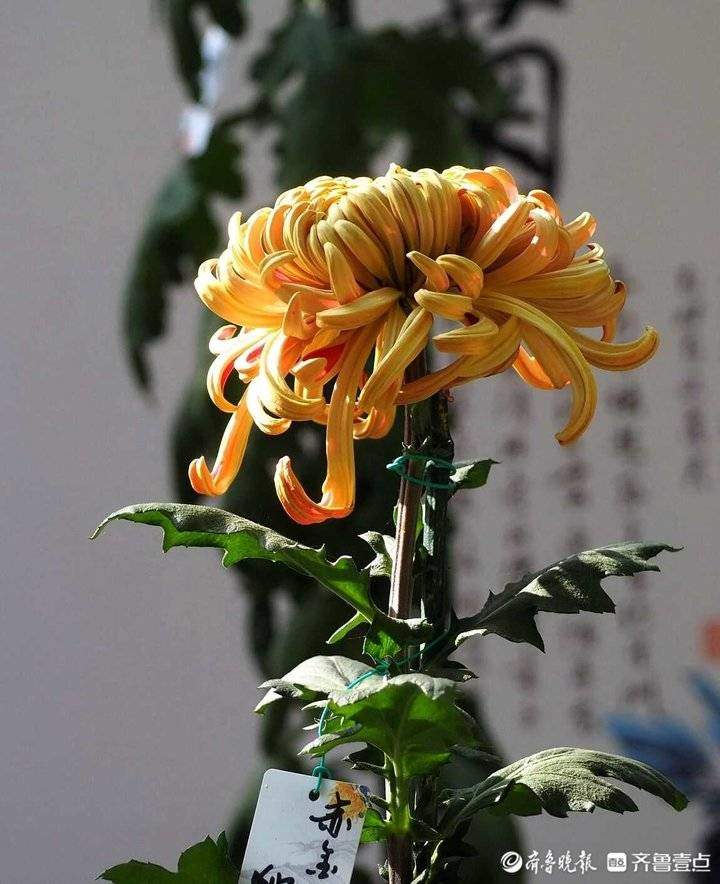 立冬来了，济南趵突泉珍稀品种菊花盛开，很多没见过