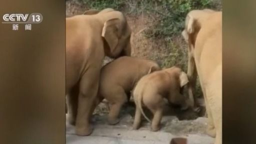 北上野象走出“S”路线 下一站去哪儿？