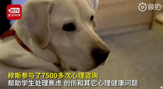 厉害了!8岁治疗犬获博士学位走上狗生巅峰 参加超7500次心理咨询  