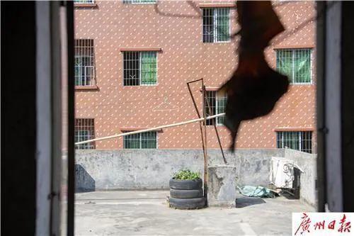 女子被“天降大狗”砸瘫 两名被告承担百万元赔偿责任