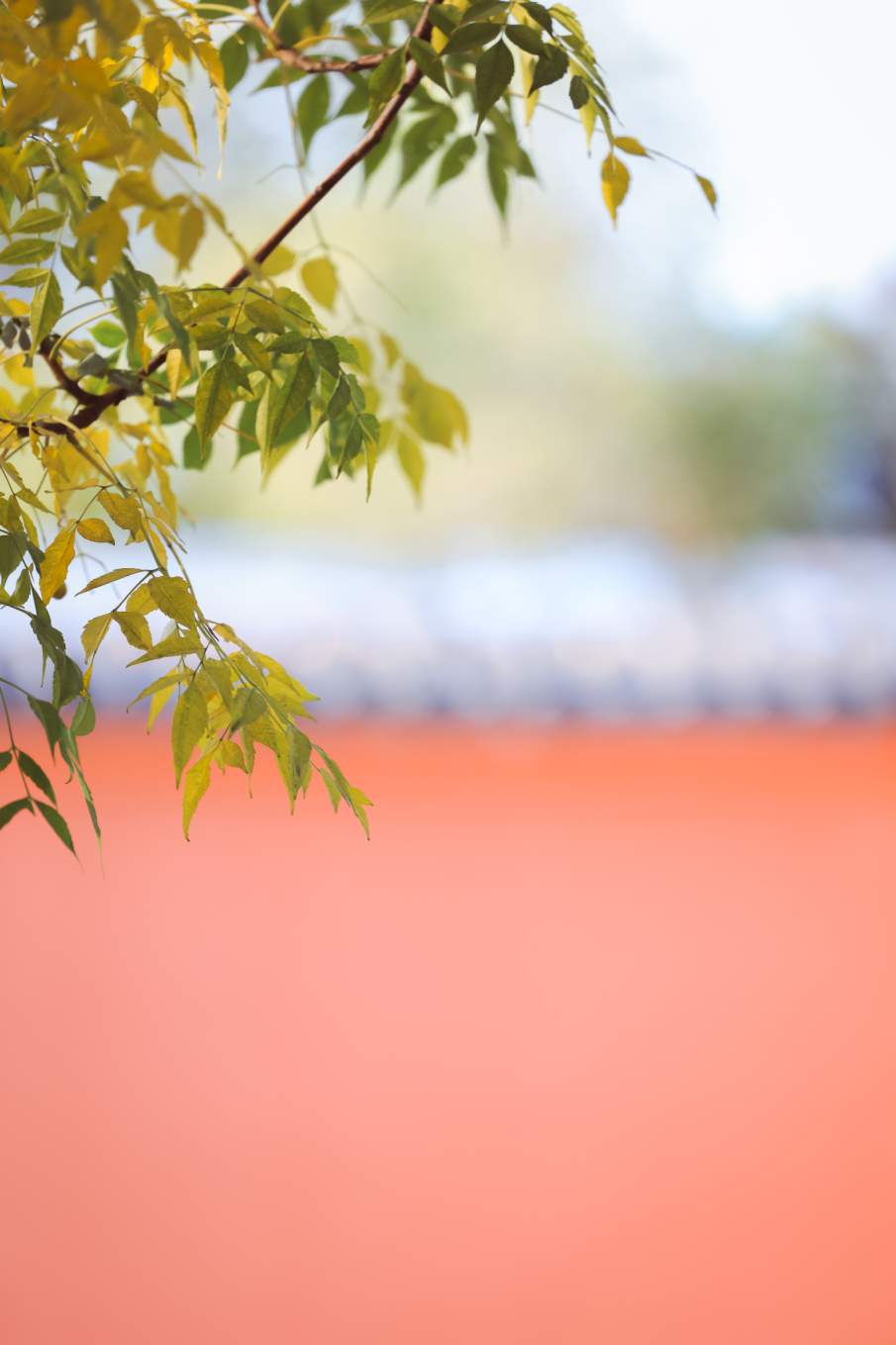 组图｜济南药山：闹中取静 秋意正浓