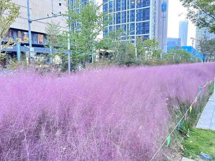 地铁沿线好风光，周末解锁打卡新坐标