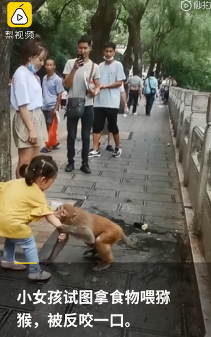 危险！小女孩拿食物喂食，遭黔灵山猕猴抓住手反咬一口