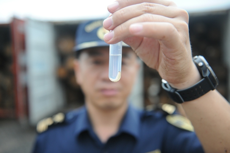 进口云杉木里发现有害昆虫！黄岛海关截获活体云杉木蠹象