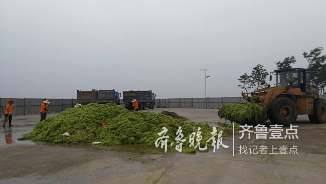 青岛重点海域55公里设拦截网，今年浒苔迟到十天