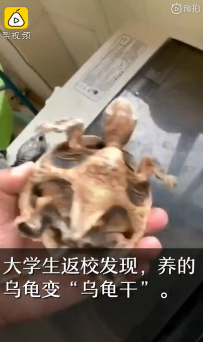 大学生返校后发现养的乌龟变乌龟干 网友评论：亲儿子变成“干儿子”