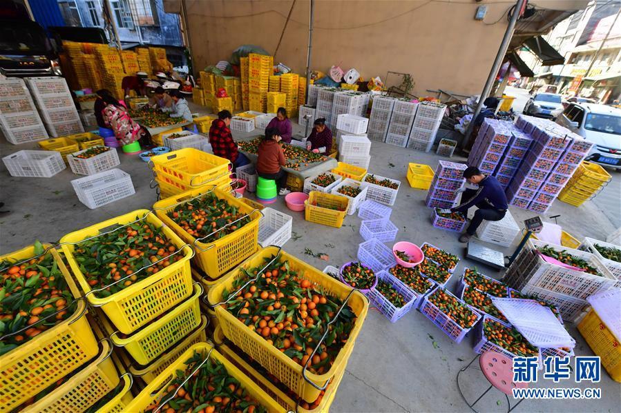 复苏的“空巢村”——融安金桔：脱贫致富果