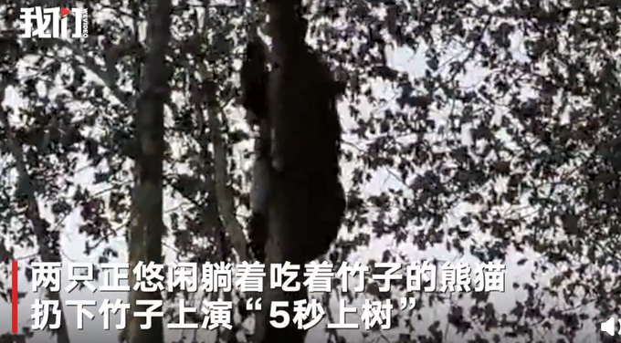 5秒上树！四川绵阳4.6级地震时大熊猫反应迅敏，网友：求生欲太强