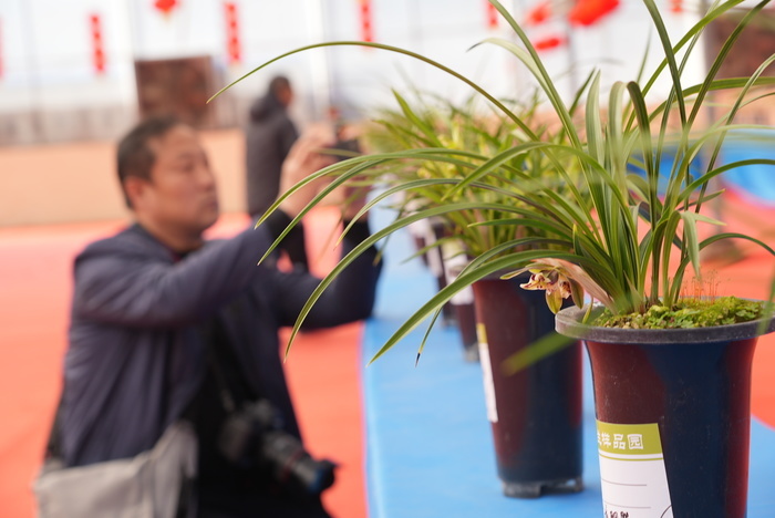 幽幽兰香，争奇斗艳！千盆精品兰花竞相绽放省兰博会