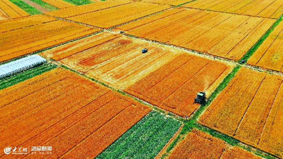 丰收在望，山东麦收进度已过六成