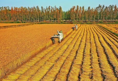 透视小种子背后的大战略——一国粮食安全，系于种质资源