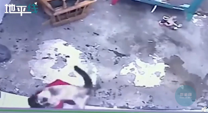 喵星人飞扑救下小主人！网友以为宝宝被咬，结果下一秒感动不已