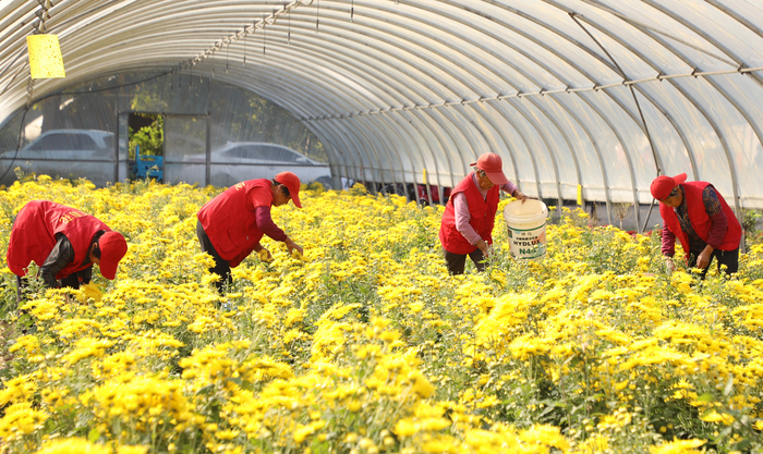 来赴一场“菊花”之约 平阴县“盆王菊花”文化节暨秋季黄河大集活动开幕 