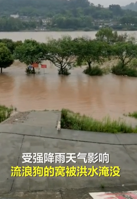 “狗妈妈冲入洪水救小狗”后续：目前被宠物店照顾，已有爱心人士收养