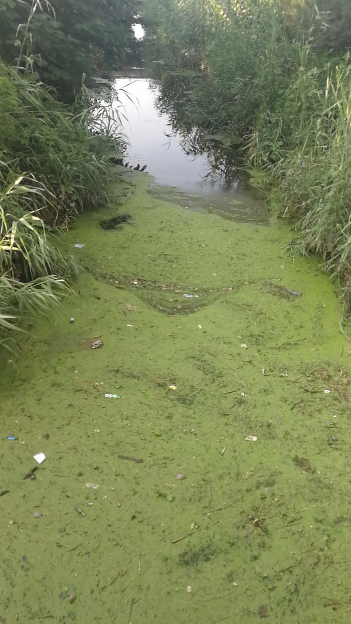 【啄木鸟在行动】槐荫区美里湖街道邱庄排水沟污染严重
