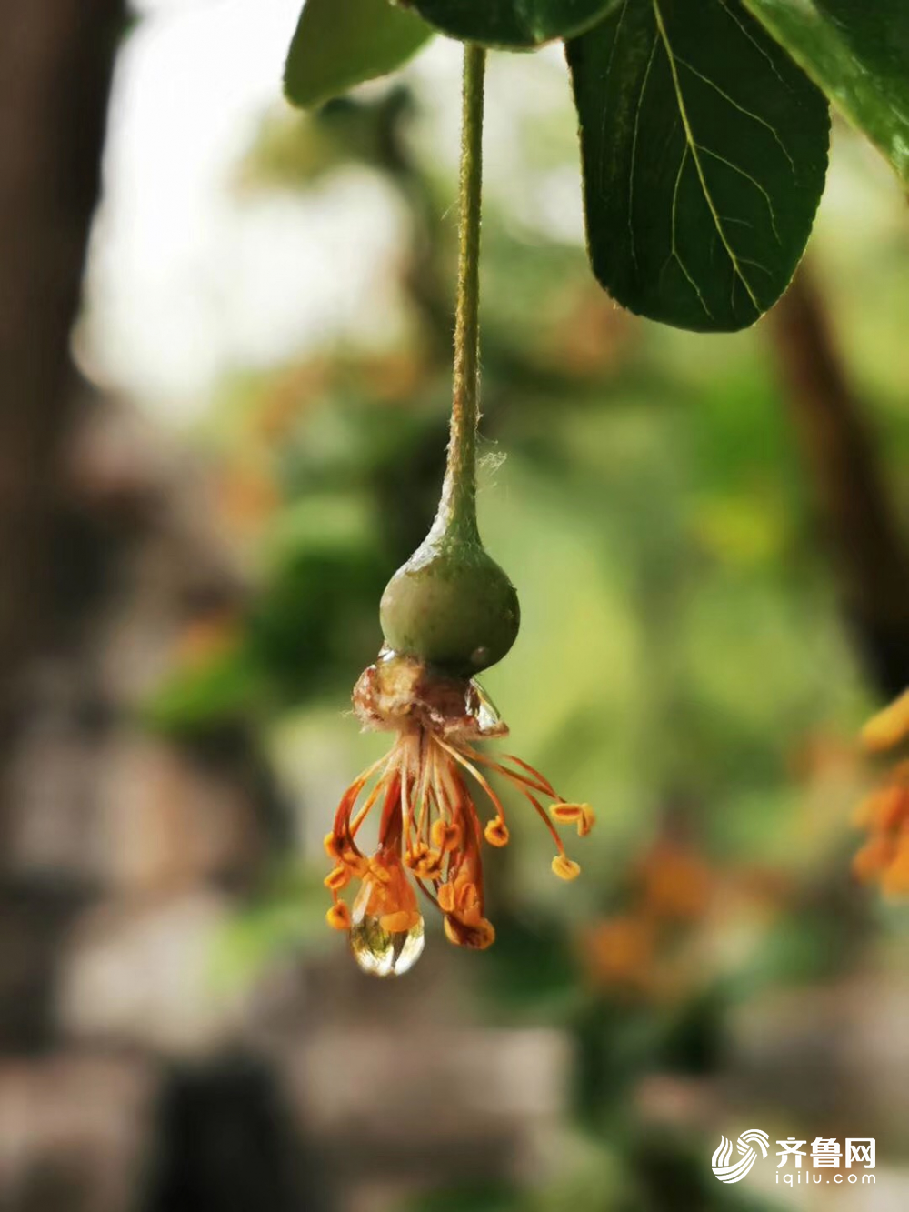 山东已有42个县市区出现大风降雨 德州降水量最大
