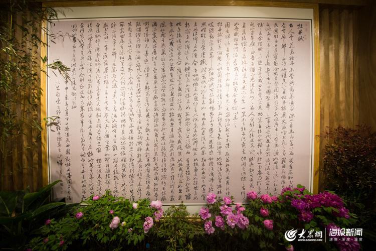 声色山东丨今年冬天来济南看“花王” 20多种牡丹首次集中亮相