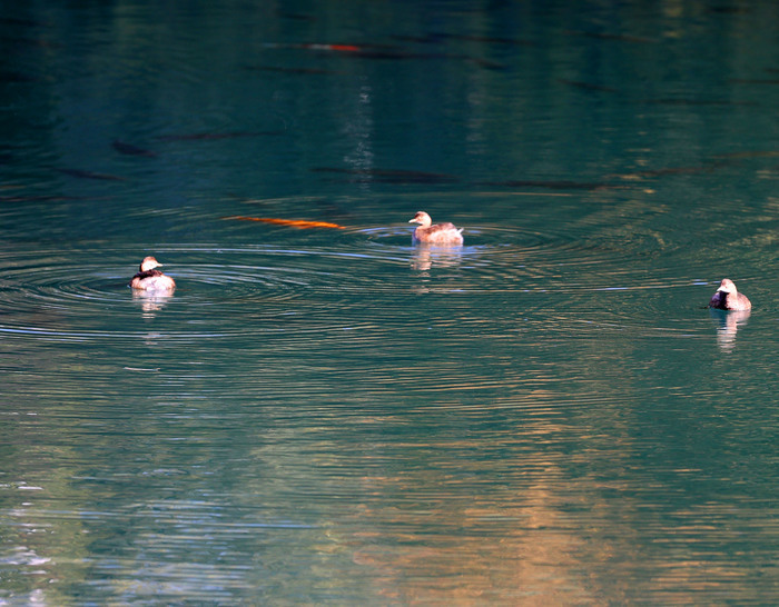 诗境感拉满！泉水叮咚鱼儿欢 色彩斑斓如画卷