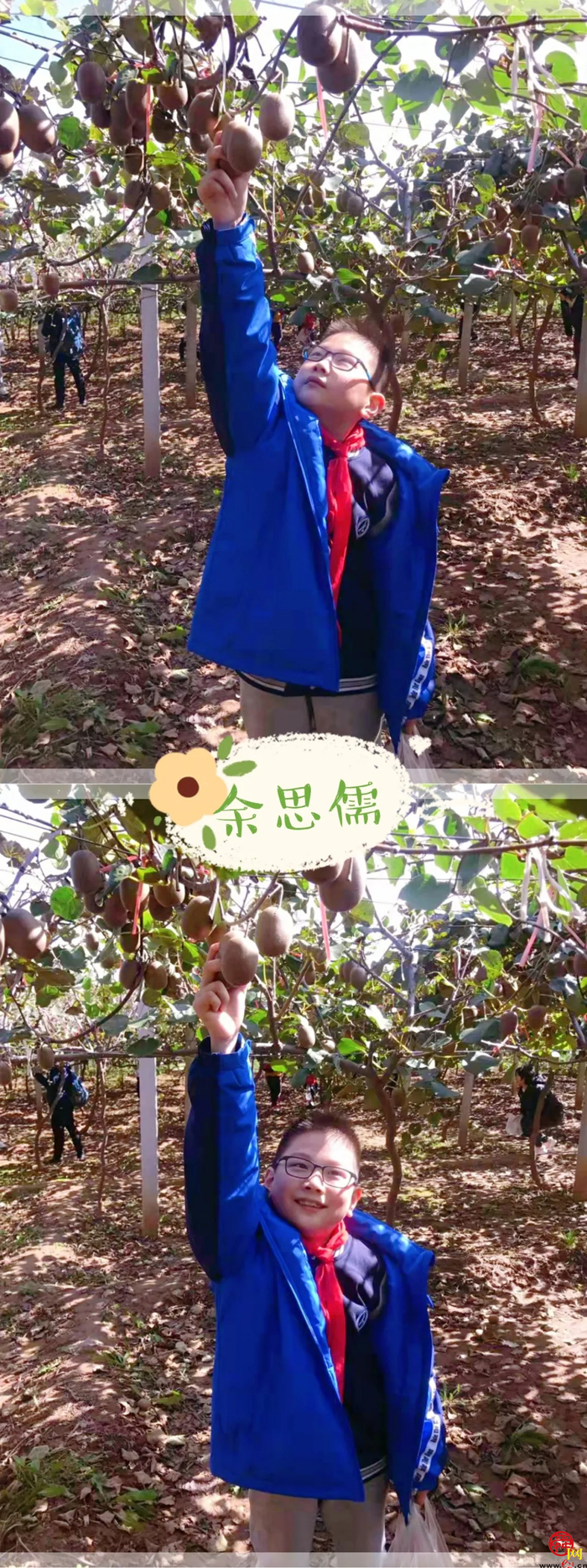 山师附小2018级6班猕猴桃采摘研学活动纪实（稿件有视频，麻烦编辑同事将视频置于链接处）