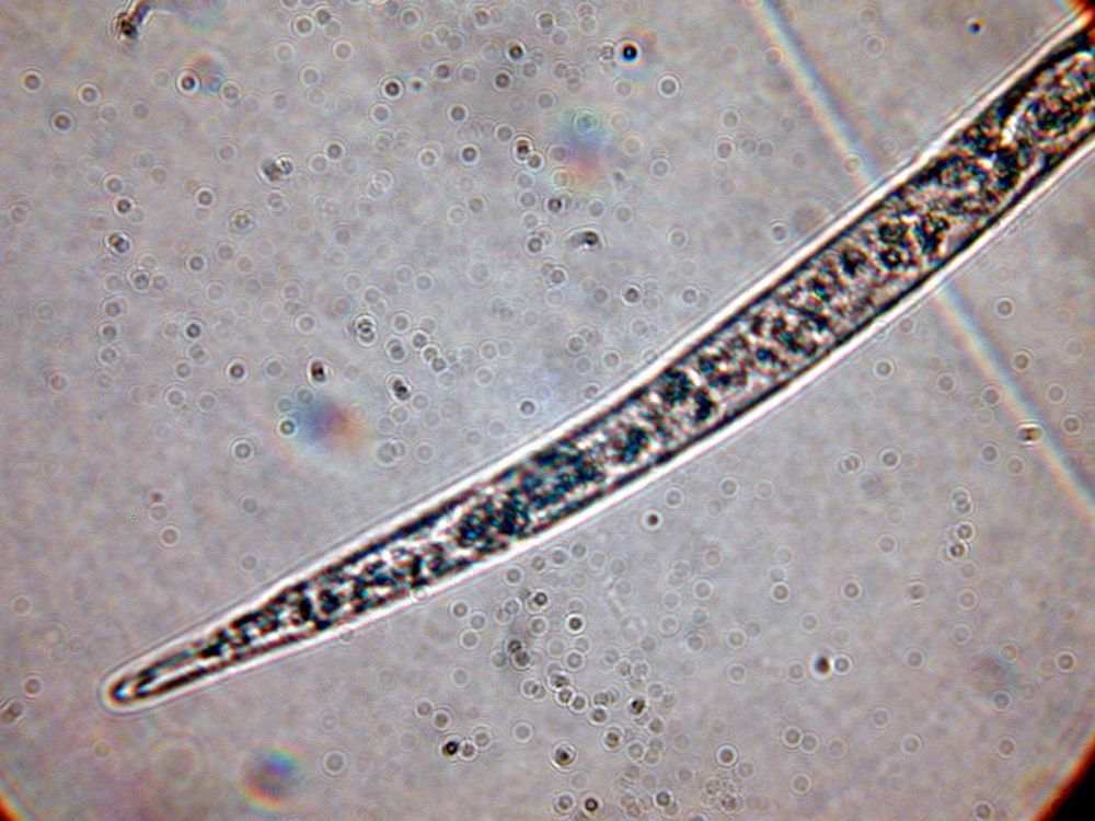 这些外来入侵物种需警惕!