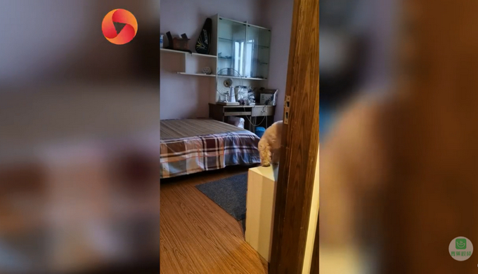 人不如狗！斗牛犬一个月学会滑板还能拐弯 网友：最牛车队