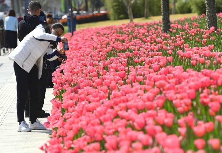 济南经十路旁郁金香花海将迎来盛花期