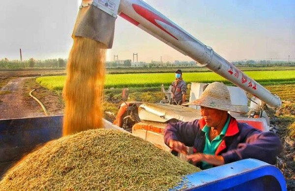 济南吴家堡黄河大米被评为全国名特优新农产品