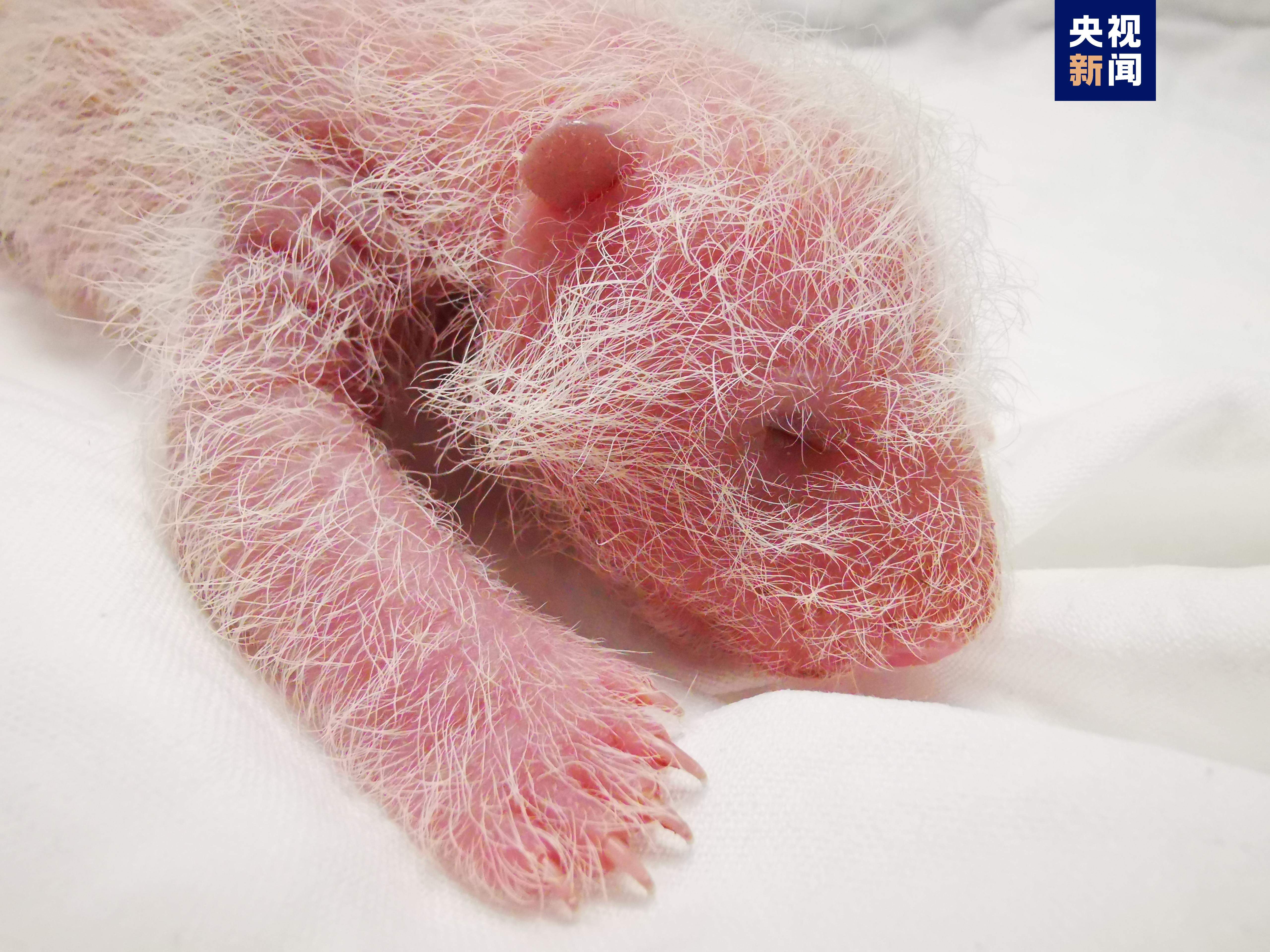 刷新纪录！全球最重大熊猫宝宝诞生