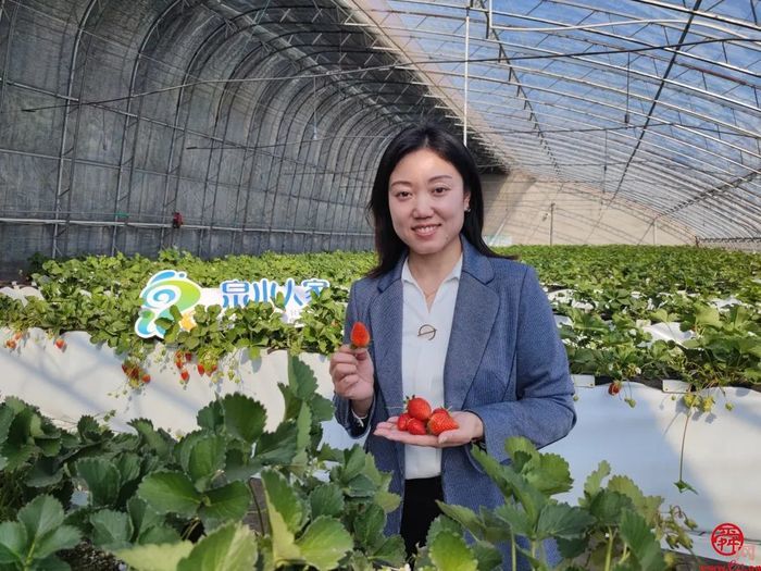 历城草莓又厉害了！济南泉心正培育开“芯”局的种苗