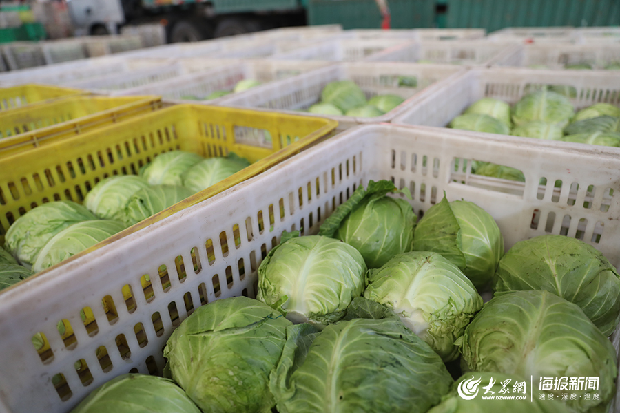 台风后探访寿光蔬菜物流园：供货充足！尖椒、西红柿、芹菜批发价降了（组图）