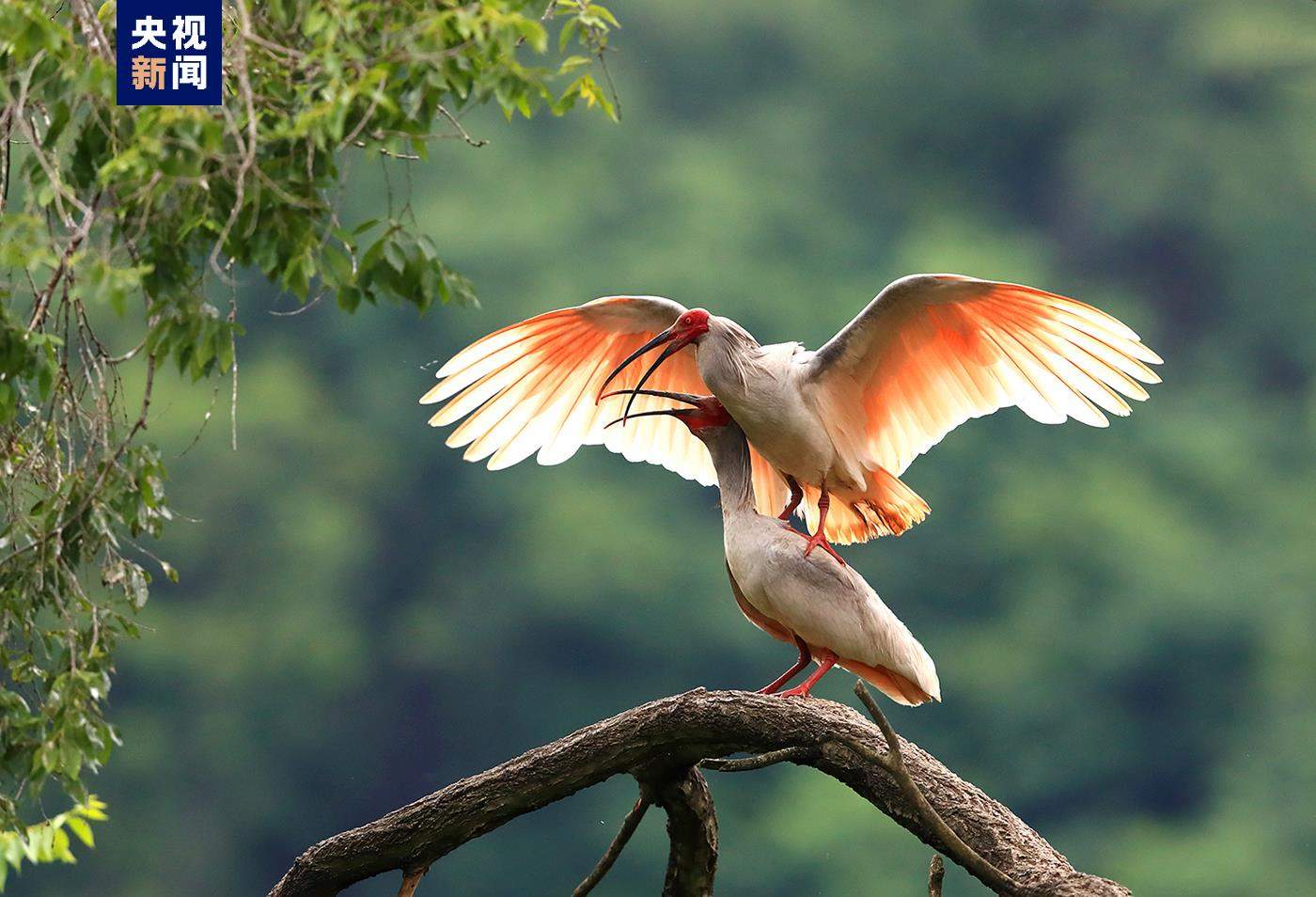 从仅剩7只到破万 朱鹮种群有效摆脱濒危局面