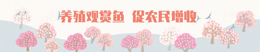 这条脱贫致富路，多姿又多彩！