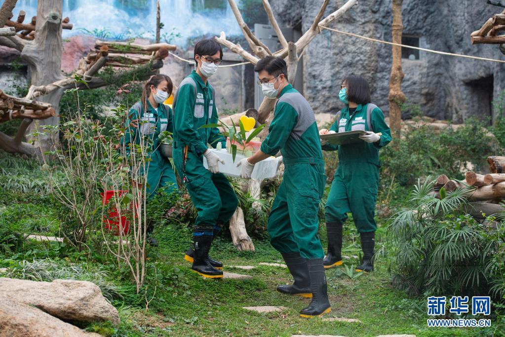 澳门大熊猫“健健”“康康”迎来5周岁生日