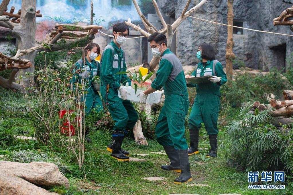 澳门大熊猫“健健”“康康”迎来5周岁生日