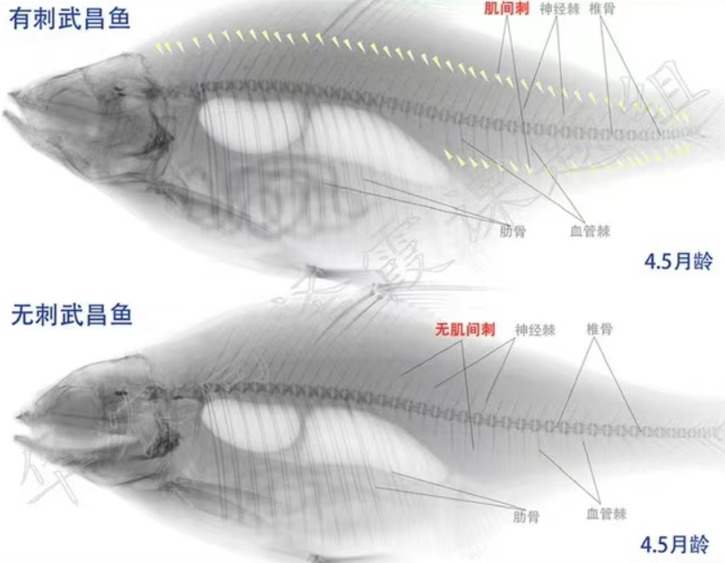 “无刺”武昌鱼来了，网友提了更大胆的想法