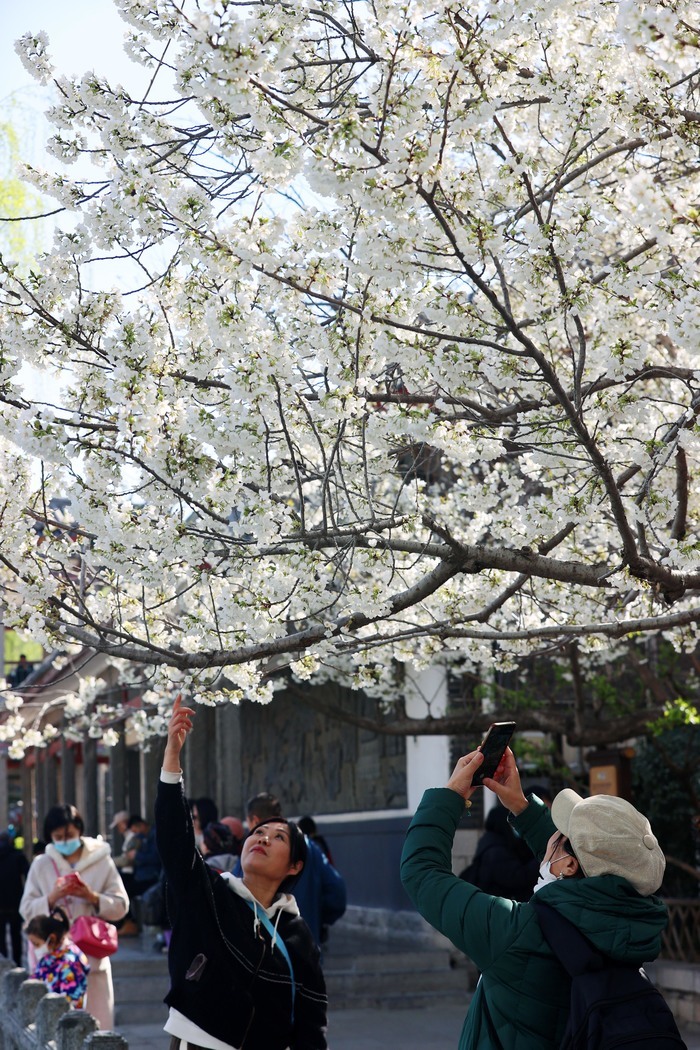 樱园春色满 花海五龙潭 第二十届五龙潭樱花节拉开帷幕