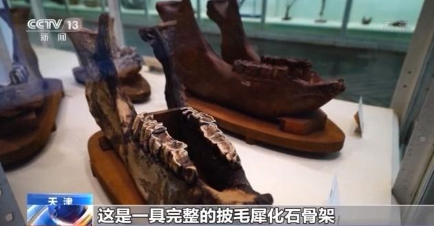 标本“活”起来 古动物明星圈粉百万 带你探秘天津自然博物馆
