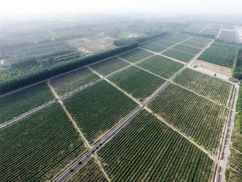 中国大西北，正上演着“由黄变绿”的生态奇迹！