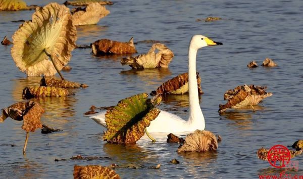 描绘黄河生态新画卷① ｜ 滔滔黄河水 润泽一座城