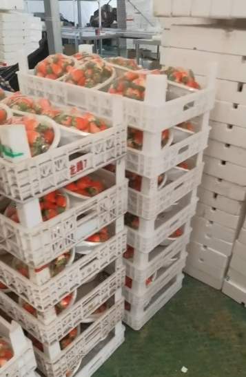 实探济南草莓产地：大丰收！价格低于往年 “能实现草莓自由了”