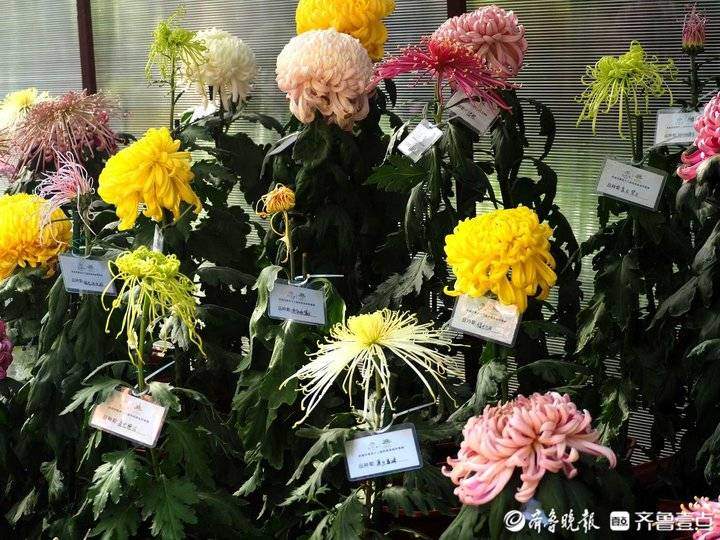 立冬来了，济南趵突泉珍稀品种菊花盛开，很多没见过