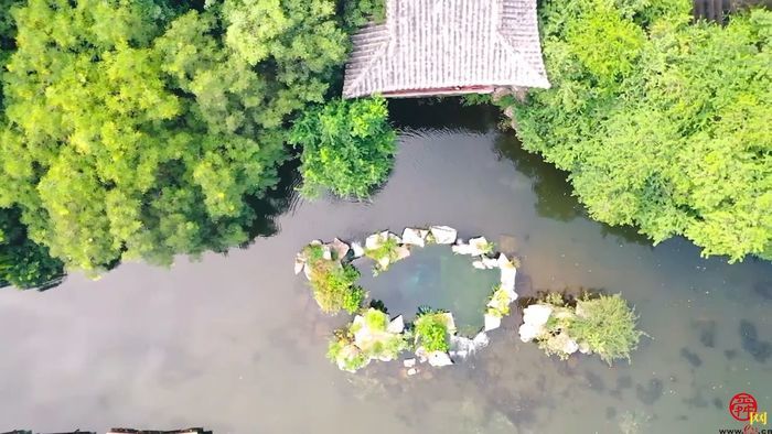 千泉之城醉美济南五莲泉莲花盛开绽芳华