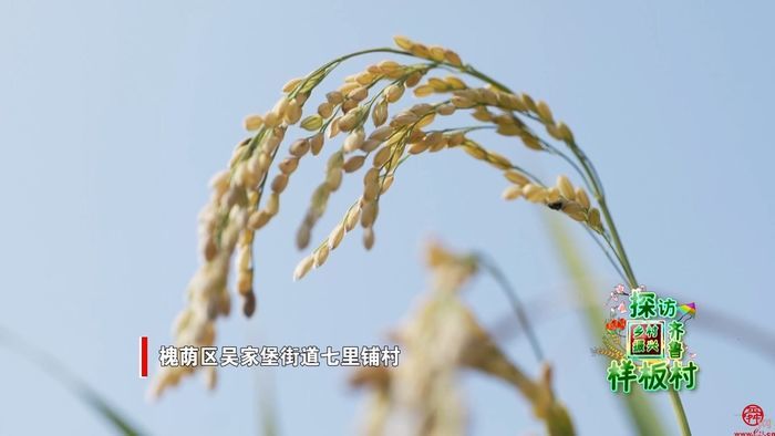 村村有好戏｜槐荫区七里铺村：“田”“湾”“园”“店”共发展  稻花香里说丰年
