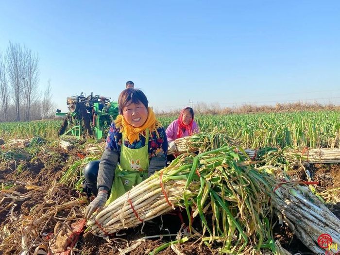 担子挑了19载 实力认证“名招牌” 章丘大葱2600余年还是那个味儿…