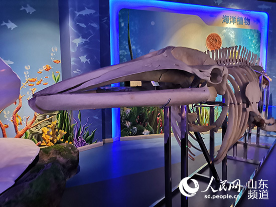 【我爱这片蓝色的国土】日照海洋科普馆打造“亲海”科普平台